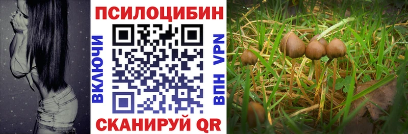 OMG вход  наркошоп  Чекалин  Псилоцибиновые грибы прущие грибы 